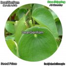 DwarfGiantFarm 100Pcs A Set Peperomia clusiaefolia Seed