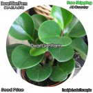 DwarfGiantFarm 100Pcs A Set Peperomia obtusifolia Seed