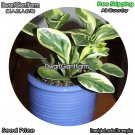 DwarfGiantFarm 100Pcs A Set Peperomia sandersii Seed