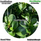 DwarfGiantFarm 100Pcs A Set Peperomia tetraphylla Seed