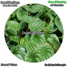 DwarfGiantFarm 100Pcs A Set Peperomiasandersii Seed