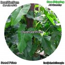 DwarfGiantFarm 100Pcs A Set Philodendron andreanum Seed