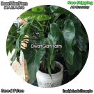 DwarfGiantFarm 100Pcs A Set Philodendron erubescens cv.Green Seed
