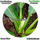 DwarfGiantFarm 100Pcs A Set philodendron martianum Seed
