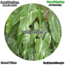 DwarfGiantFarm 100Pcs A Set Philodendron panduriforme Seed