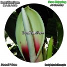 DwarfGiantFarm 100Pcs A Set Philodendron Wendimbe Seed