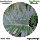 DwarfGiantFarm 100Pcs A Set Philodendron Xanadu Seed