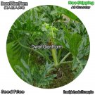 DwarfGiantFarm 100Pcs A Set Philodenron selloum Koch Seed