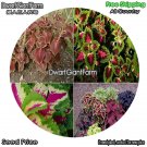 DwarfGiantFarm 100Pcs A Set Plectranthus scutellarioides Seed