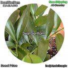 DwarfGiantFarm 100Pcs A Set Podocarpus nagi Seed
