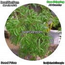 DwarfGiantFarm 100Pcs A Set Polyscias fruticosa var.plumata Bailey Seed