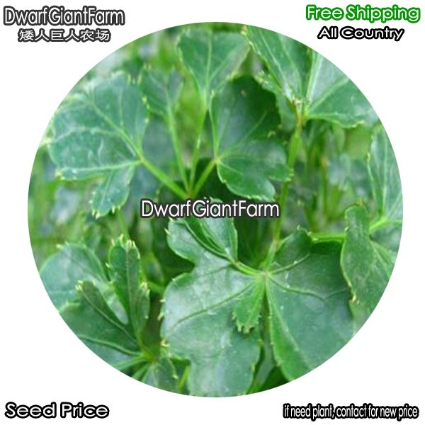 DwarfGiantFarm 100Pcs A Set Polyscias guifoylei Bailey Seed