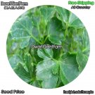 DwarfGiantFarm 100Pcs A Set Polyscias guifoylei Bailey Seed
