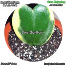 DwarfGiantFarm 100Pcs A Set Porcelain Flower Seed