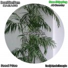 DwarfGiantFarm 100Pcs A Set Pritchardia gaudichaudii Seed