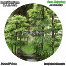 DwarfGiantFarm 100Pcs A Set Pseudolarix amabilis Seed
