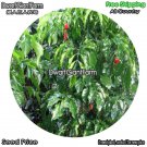 DwarfGiantFarm 100Pcs A Set Radermachera hainanensis Seed