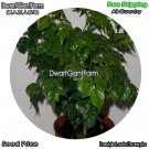 DwarfGiantFarm 100Pcs A Set Radermachera sinica Seed