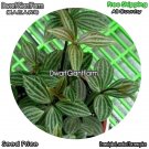 DwarfGiantFarm 100Pcs A Set Rare Peperomiaputeolata Seed