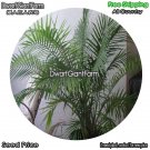 DwarfGiantFarm 100Pcs A Set Ravenea rivularis Seed