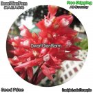 DwarfGiantFarm 100Pcs A Set Red C．rufibara Seed