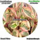 DwarfGiantFarm 100Pcs A Set Red Edge Color Peperomia Scandens cv. Variegata Seed
