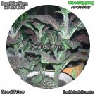 DwarfGiantFarm 100Pcs A Set Red Fittonia Seed