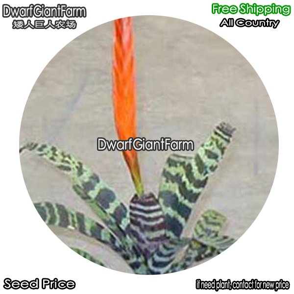 DwarfGiantFarm 100Pcs A Set Red Vriesea sp Seed dgf-gypz-115115