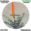 DwarfGiantFarm 100Pcs A Set Red Vriesea sp Seed dgf-gypz-115115