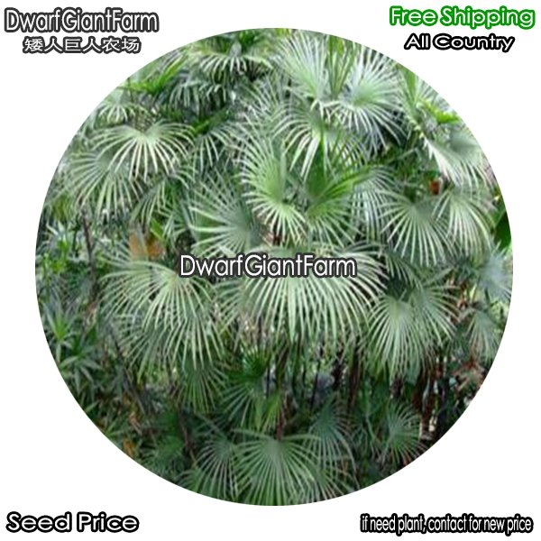 DwarfGiantFarm 100Pcs A Set Rhapis excelsa Seed dgf-gypz-116116