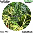 DwarfGiantFarm 100Pcs A Set Rhapis gracilis Variegata Seed dgf-gypz-117117