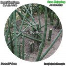 DwarfGiantFarm 100Pcs A Set Sansevieria cylindrica Bojer Seed