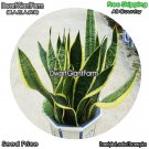 DwarfGiantFarm 100Pcs A Set Sansevieria trifasciata Seed