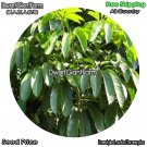 DwarfGiantFarm 100Pcs A Set Schefflera macorostachya Seed