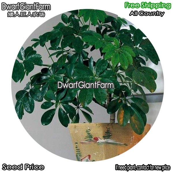 DwarfGiantFarm 100Pcs A Set Schefflera octophylla Seed
