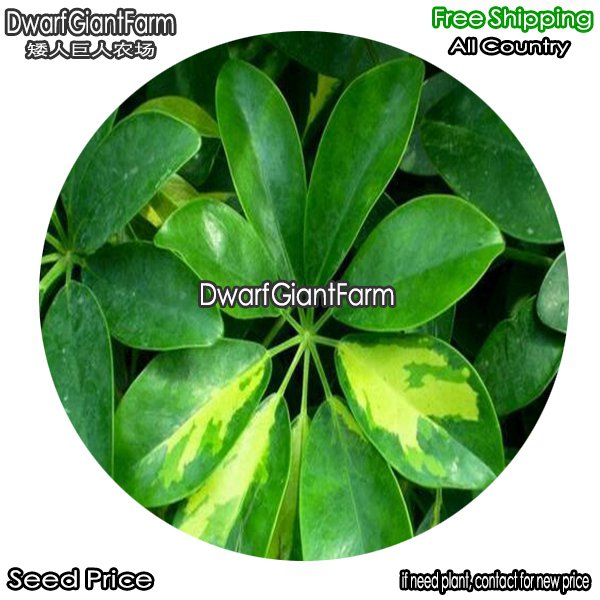 DwarfGiantFarm 100Pcs A Set Schefflera odorata variegata Seed