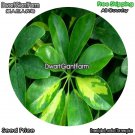 DwarfGiantFarm 100Pcs A Set Schefflera odorata variegata Seed