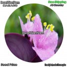 DwarfGiantFarm 100Pcs A Set Setcreasea purpurea Seed