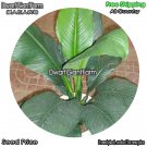 DwarfGiantFarm 100Pcs A Set Spathiphyllum floribundum Lind Andre Seed