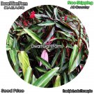 DwarfGiantFarm 100Pcs A Set Stromanthe sanguineaSond Seed