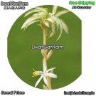 DwarfGiantFarm 100Pcs A Set var.medio pictum Seed