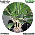 DwarfGiantFarm 100Pcs A Set White Edge Aglaonema Seed