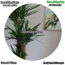 DwarfGiantFarm 100Pcs A Set Yucca elephantipes Seed
