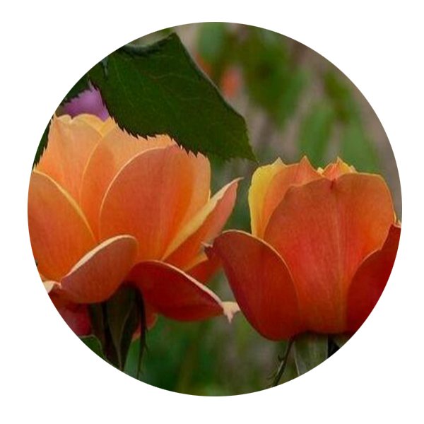DwarfGiantFarm 500Pcs A Set About Face Rosa chinensis Flower Seed