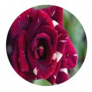 DwarfGiantFarm 500Pcs A Set Abracadabra Rosa chinensis Flower Seed