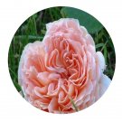 DwarfGiantFarm 500Pcs A Set Abraham Darby Rosa chinensis Flower Seed