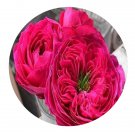 DwarfGiantFarm 500Pcs A Set Accademia Rosa chinensis Flower Seed