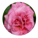 DwarfGiantFarm 500Pcs A Set Agnes Schilliger Rosa chinensis Flower Seed