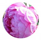 DwarfGiantFarm 500Pcs A Set Alan Titchmarsh Rosa chinensis Flower Seed