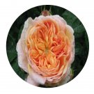 DwarfGiantFarm 500Pcs A Set Alchymist Rosa chinensis Flower Seed